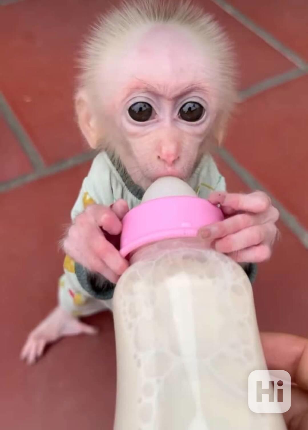 Inteligentní kapucínské opice k adopci - foto 1