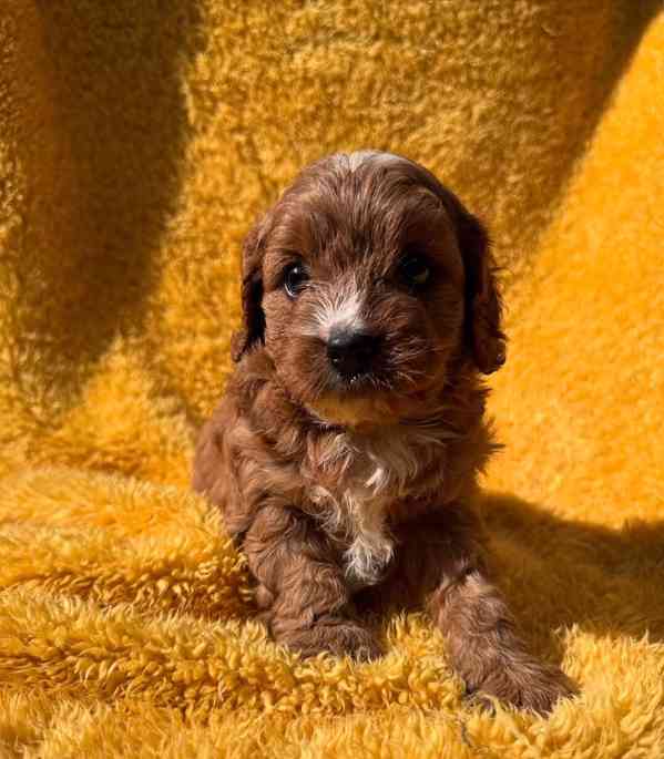 hračka cavapoo - foto 5