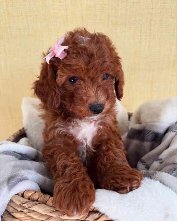 hračka cavapoo - foto 2