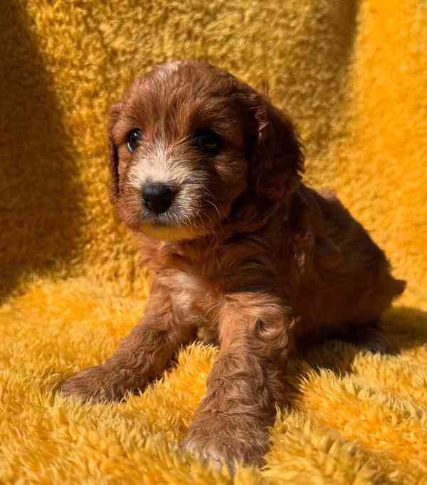 hračka cavapoo - foto 4