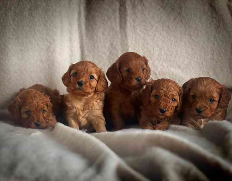 hračka cavapoo - foto 1