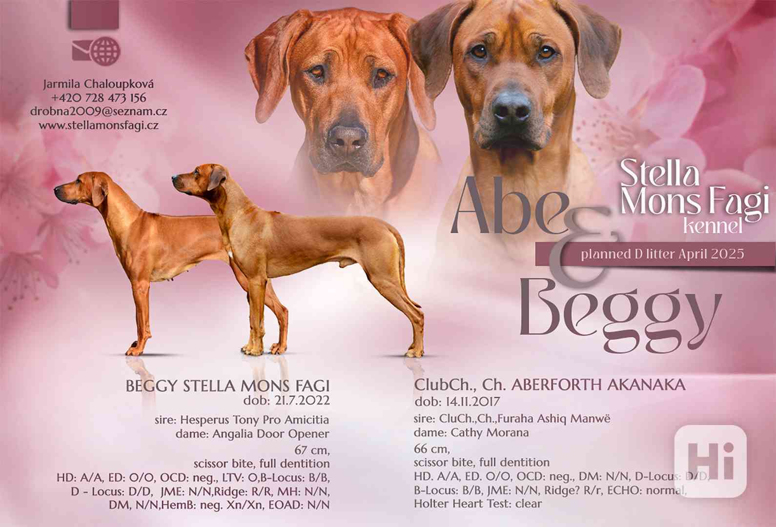 Prodám  štěňata rhodéského ridgebacka s PP - foto 1