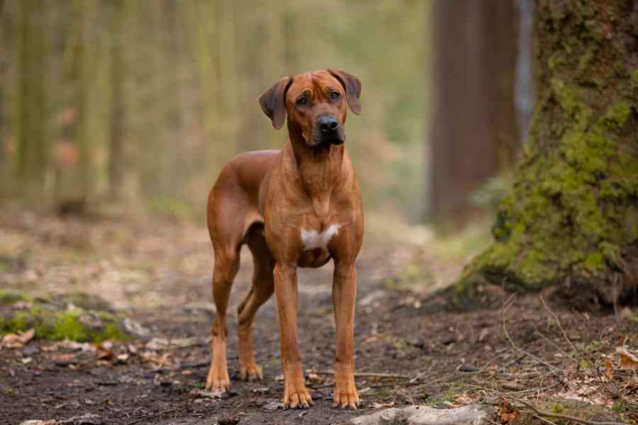 Prodám  štěňata rhodéského ridgebacka s PP - foto 2