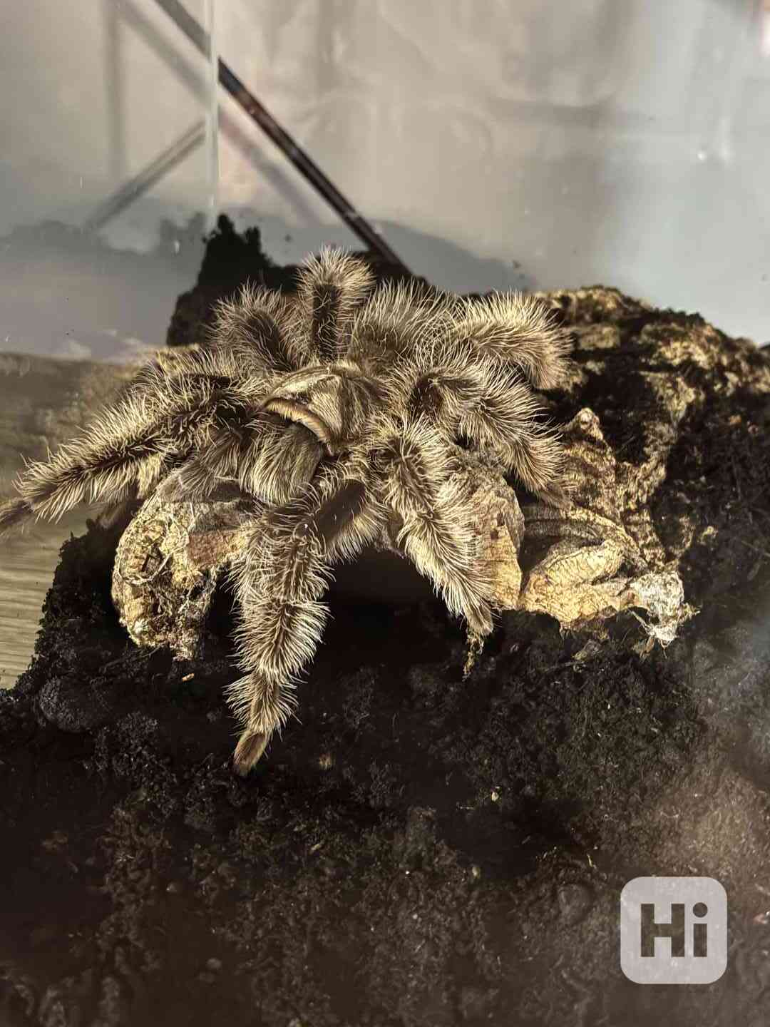 Tlitocatl albopilosus Nicaragua - foto 1