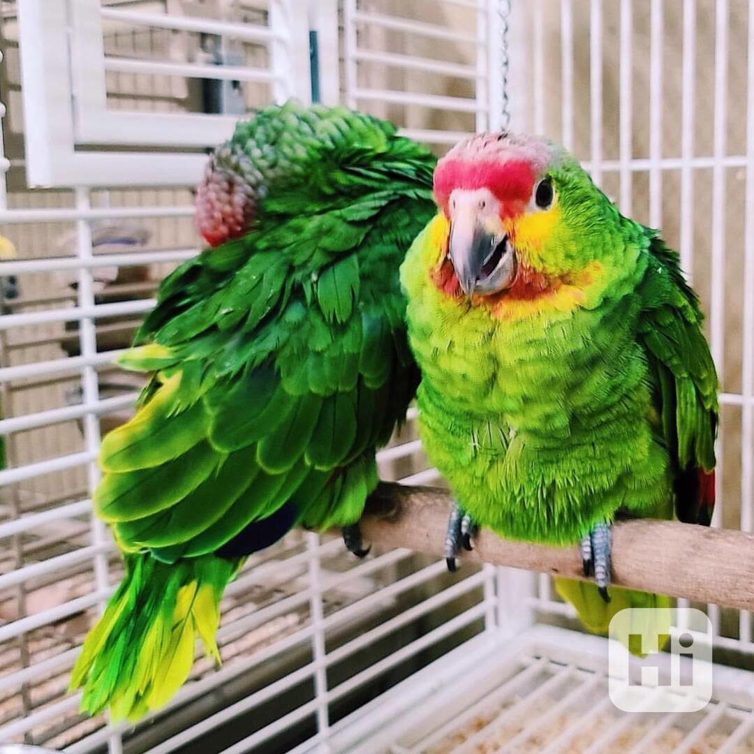 Skvělí ❤️Papoušci arové - foto 1