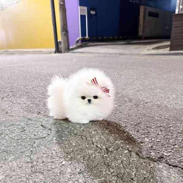 Úžasná štěňata pomeranianů od TeaCup - foto 2