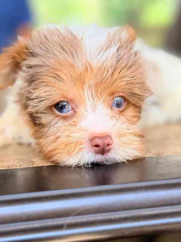 Yokies  - foto 7