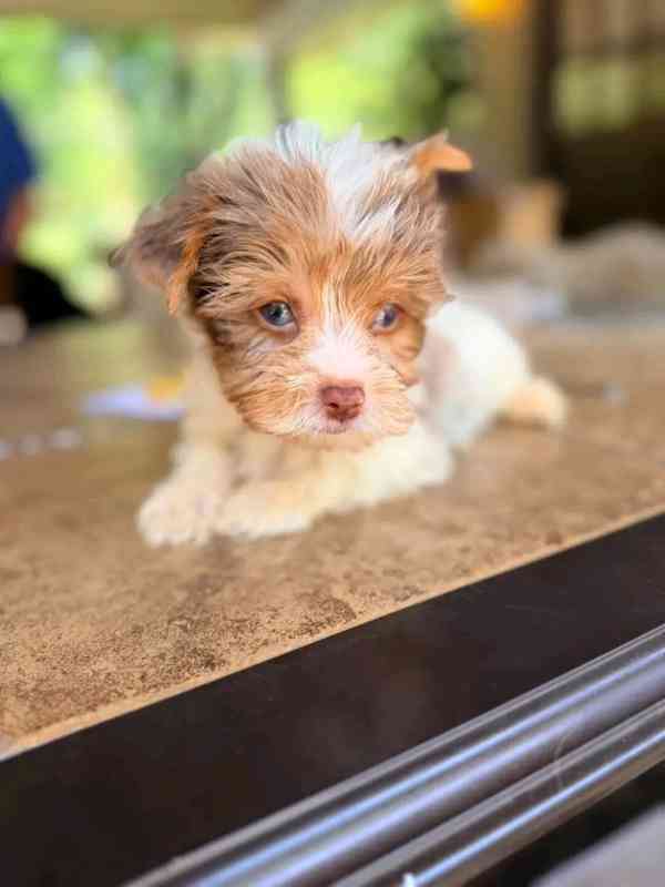 Yokies  - foto 8