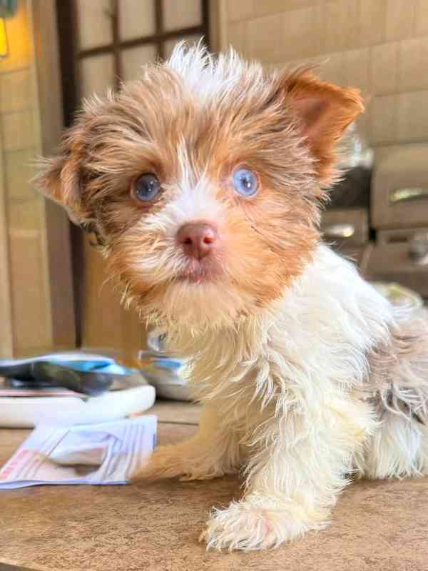 Yokies  - foto 2