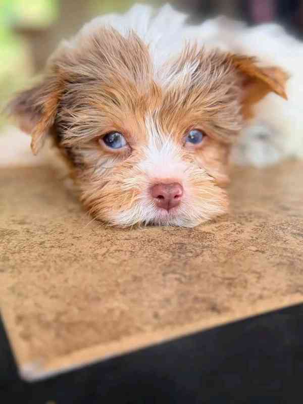 Yokies  - foto 6