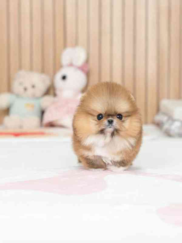 pomeranian Šteniatka 