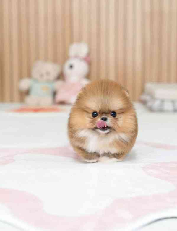 pomeranian Šteniatka  - foto 2