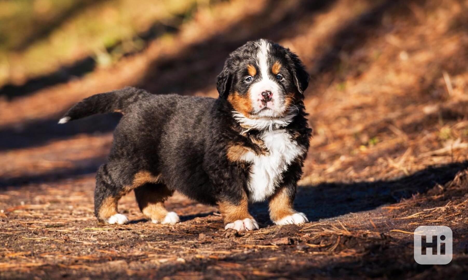Štěňata bernského salašnického psa - foto 1