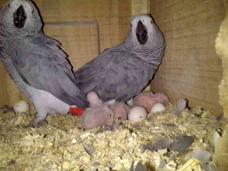 v případě zájmu o zakoupení plodných vajec nebo papoušků nás - foto 1