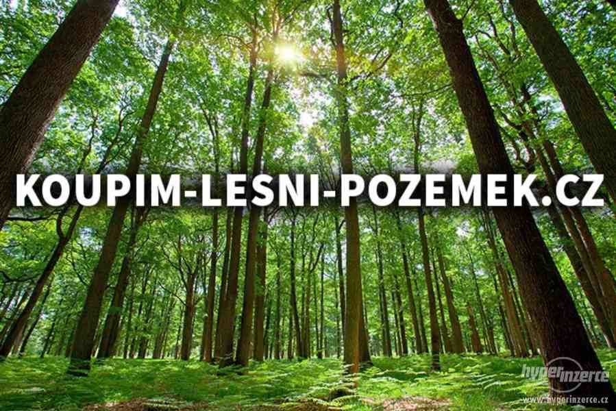 Koupíme les ve Zlínském Kraji - foto 1