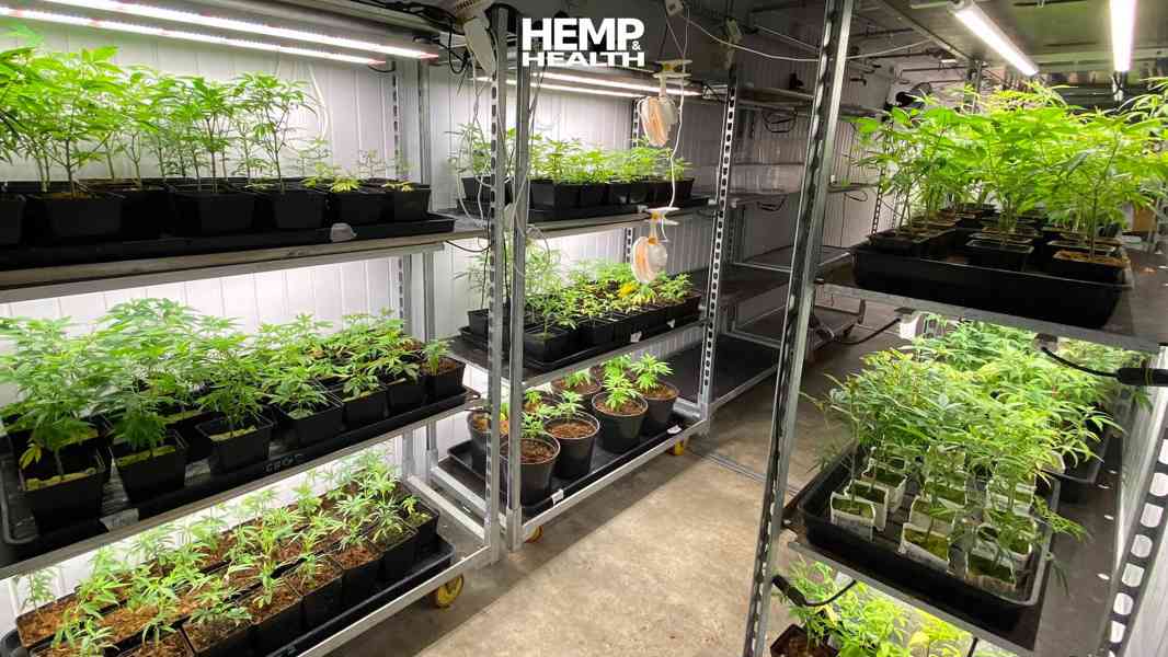 Pokročilá konopná kontejnerová farma – Kompletní řešení pro  - foto 6