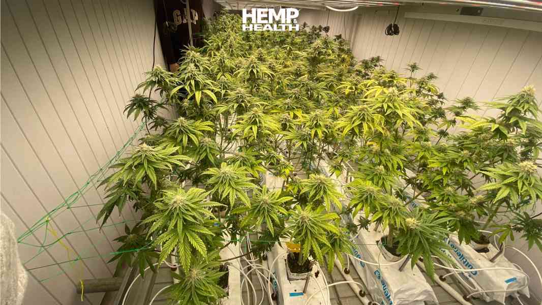Pokročilá konopná kontejnerová farma – Kompletní řešení pro  - foto 5
