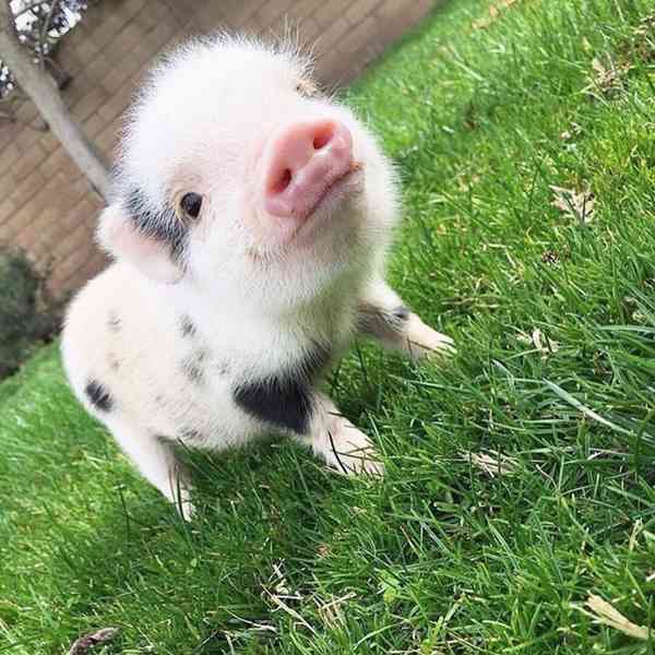 Nádherná prasátka k prodeji 