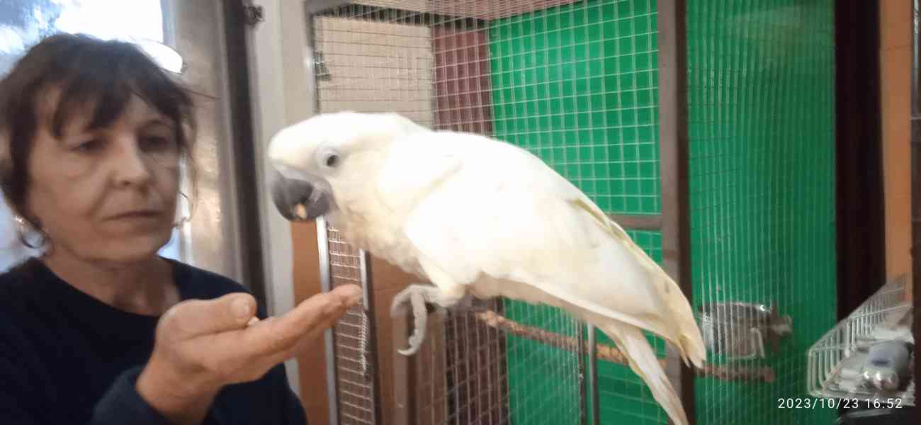 Kakadu bílý - foto 3