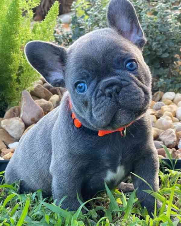 Štěňata francouzského buldoka - foto 2