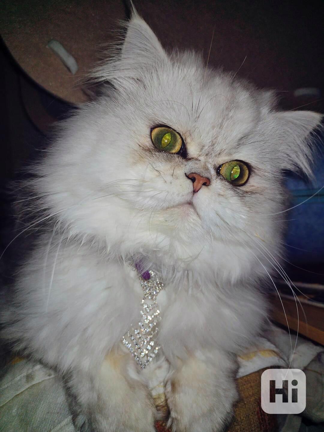 Perská činčila - foto 1