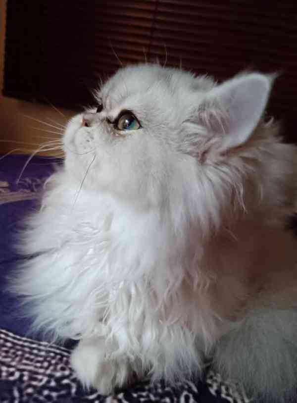 Perská činčila -koťátka - foto 15