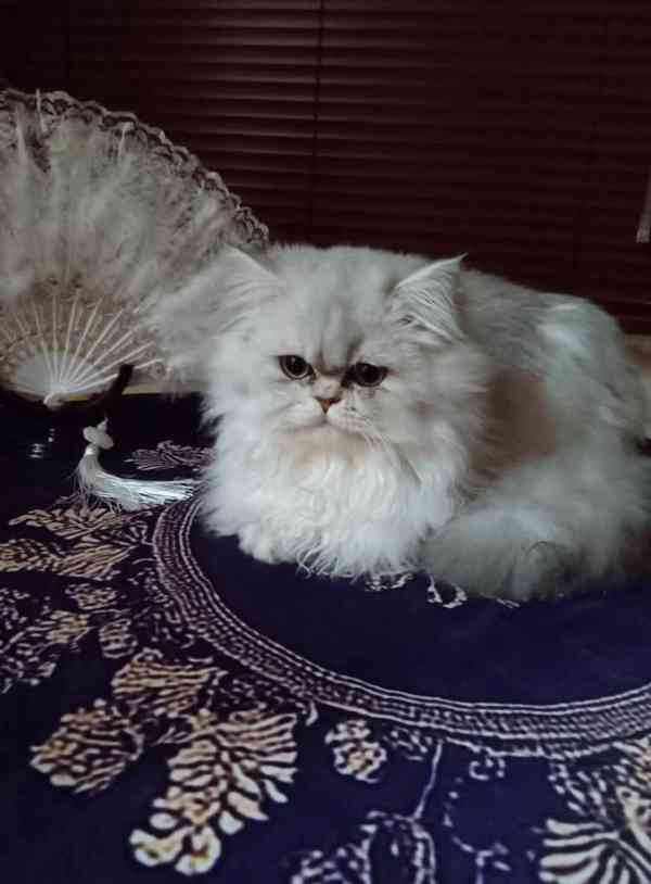 Perská činčila -koťátka - foto 10