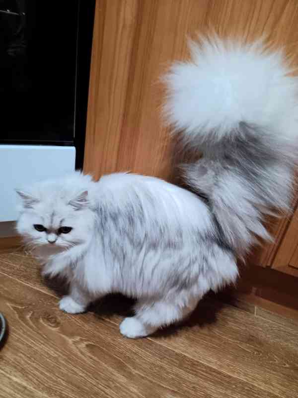 Perská činčila -koťátka - foto 11