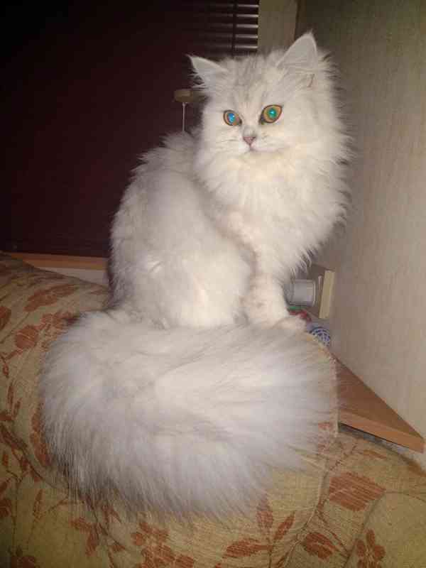 Perská činčila -koťátka - foto 9