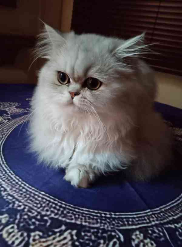 Perská činčila -koťátka - foto 4