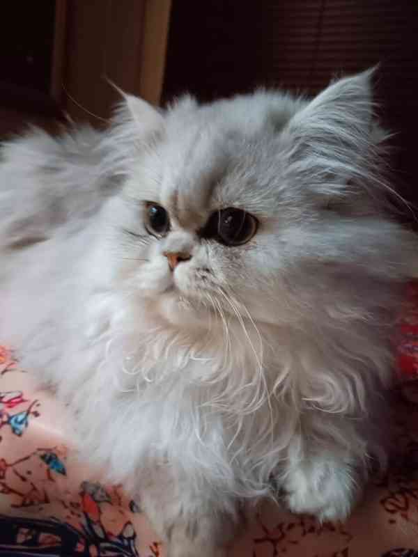 Perská činčila -koťátka - foto 13