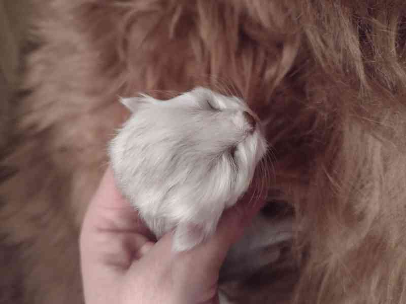 Perská činčila -koťátka - foto 2