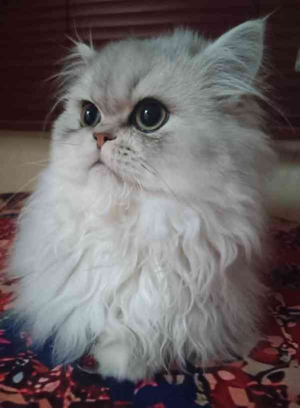 Perská činčila -koťátka - foto 5