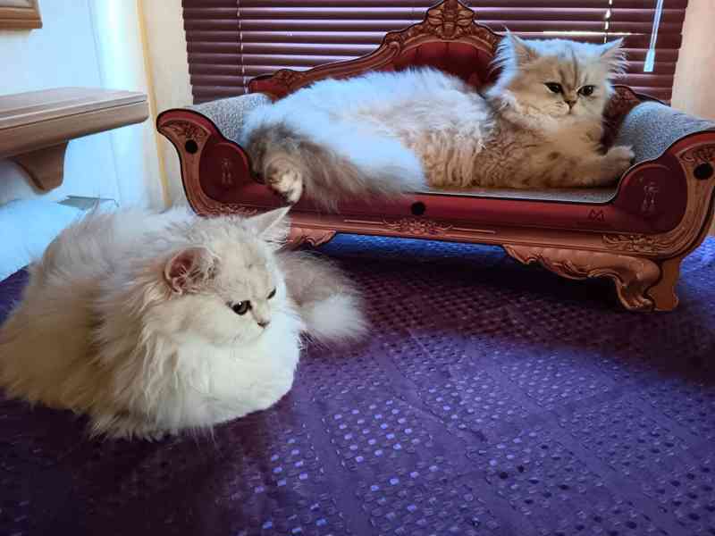 Perská činčila -koťátka - foto 8