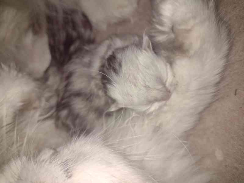 Perská činčila - foto 2