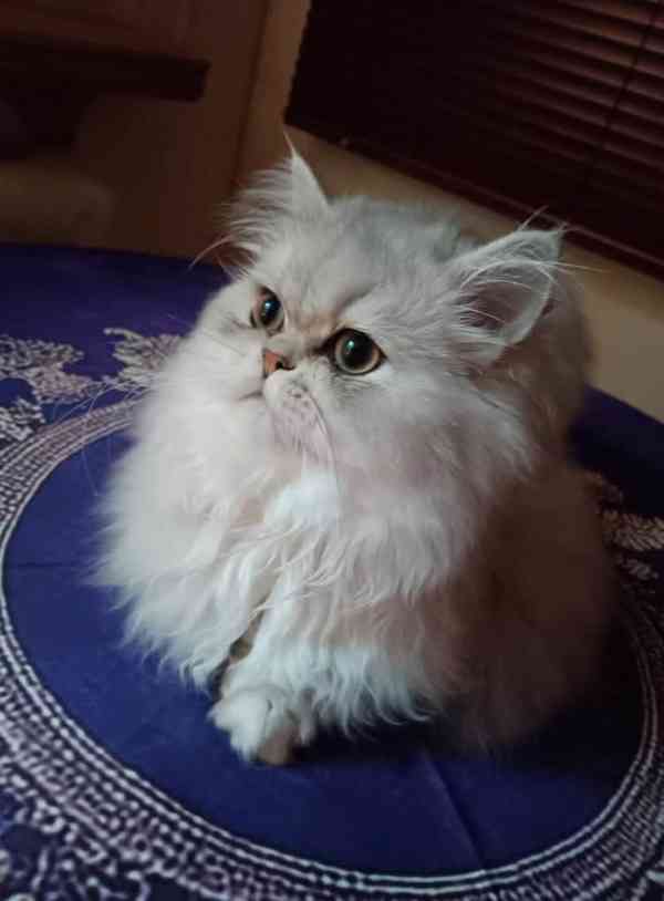 Perská činčila -koťátka - foto 7