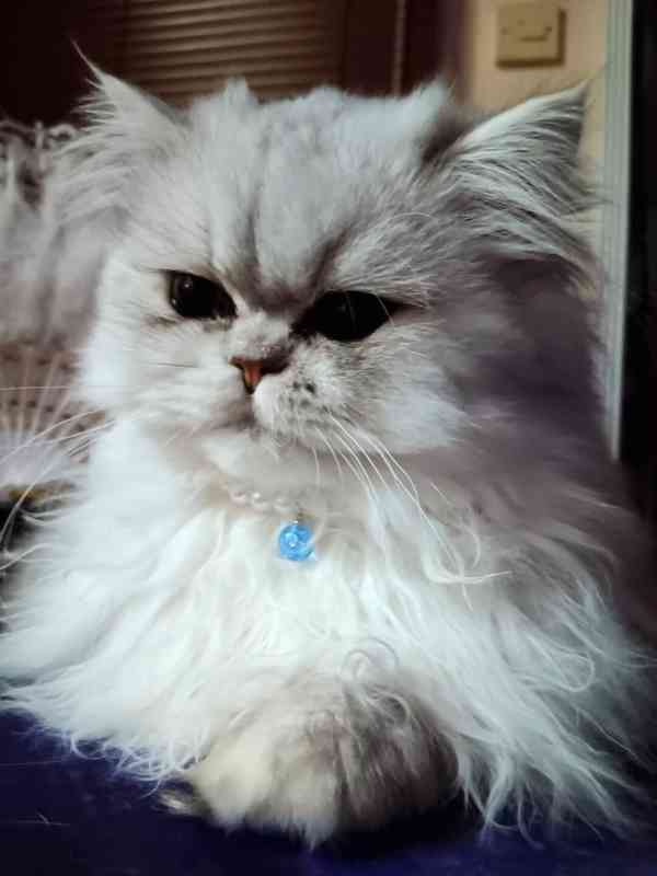 Perská činčila -koťátka - foto 6