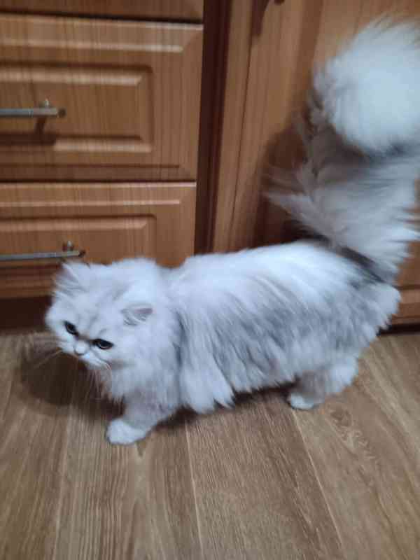 Perská činčila -koťátka - foto 12