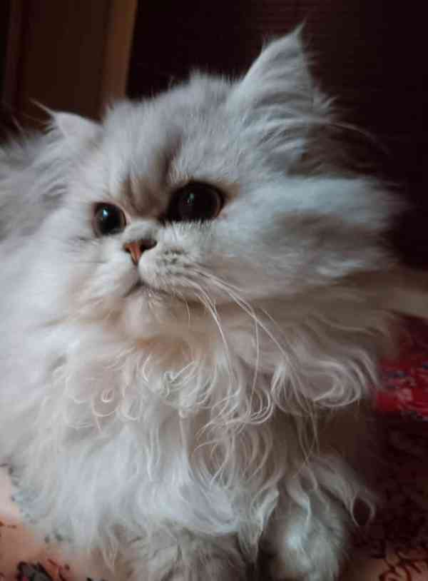 Perská činčila -koťátka - foto 3