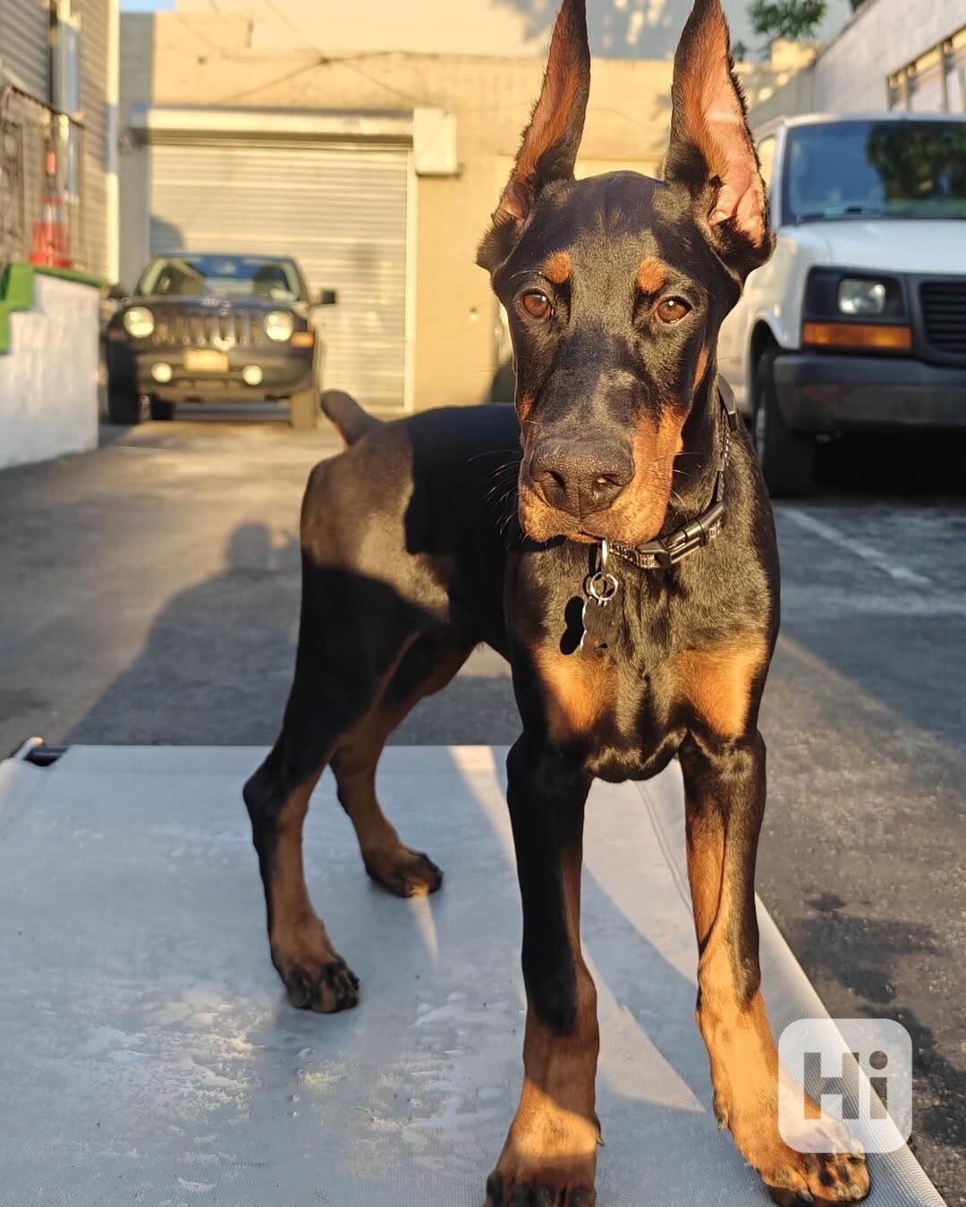 Adoptujte si ho, prosím - foto 1