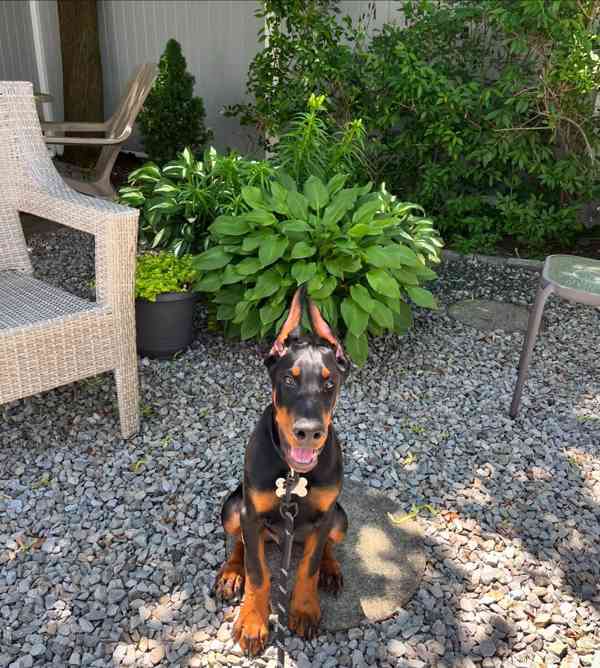 Adoptujte si ho, prosím - foto 3