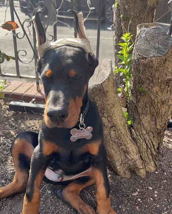 Adoptujte si ho, prosím - foto 4