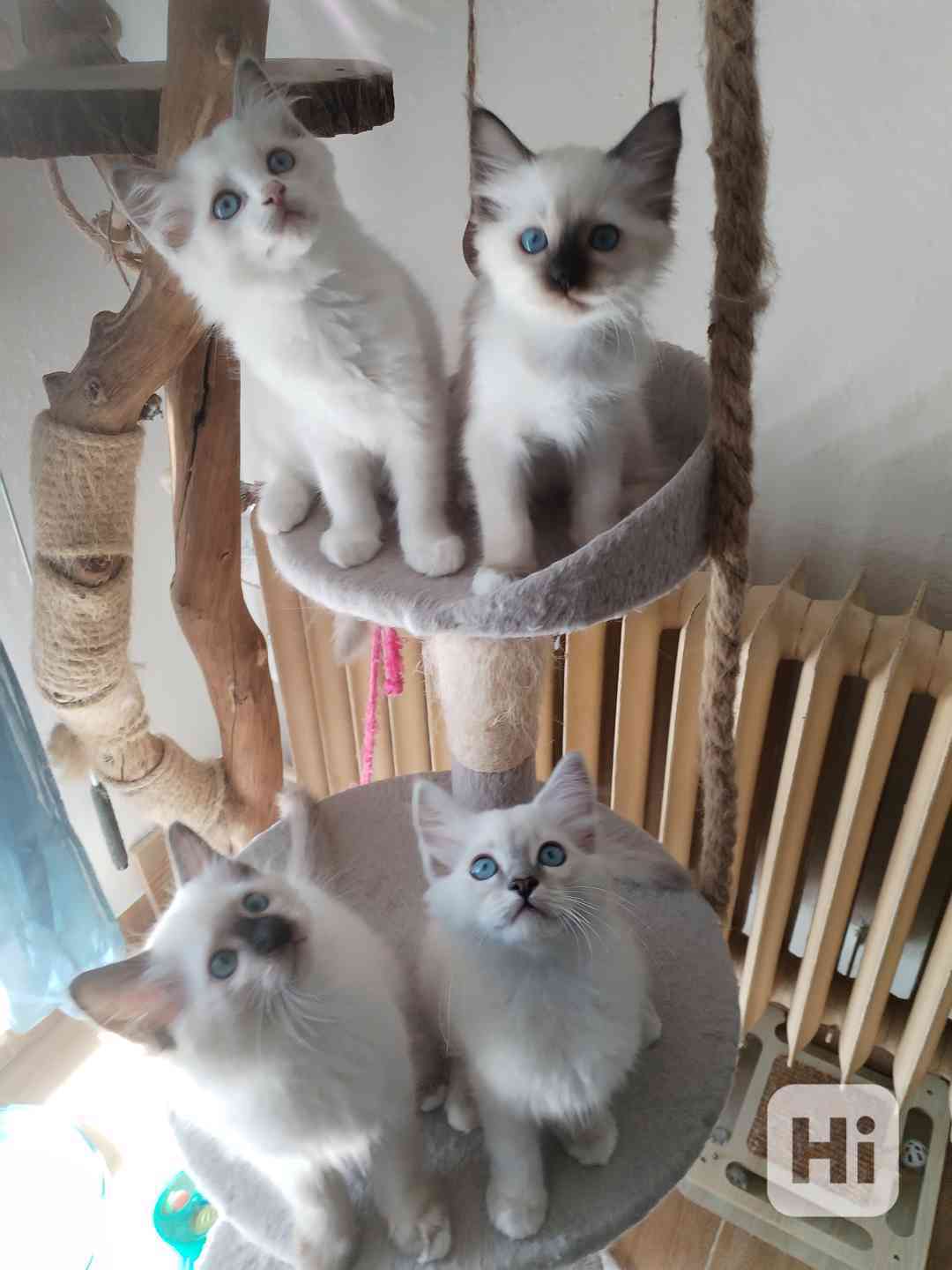 Kotě Ragdoll s PP  - foto 1