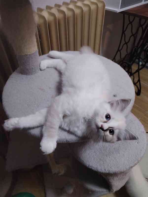 Kotě Ragdoll s PP  - foto 3