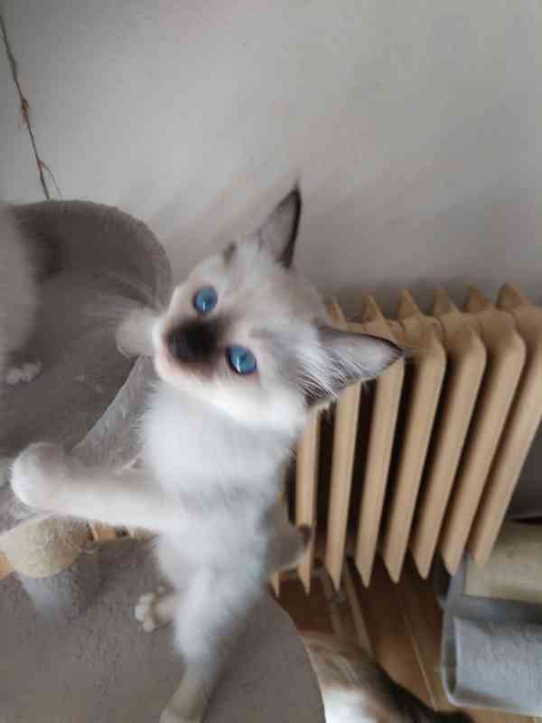 Kotě Ragdoll s PP  - foto 2