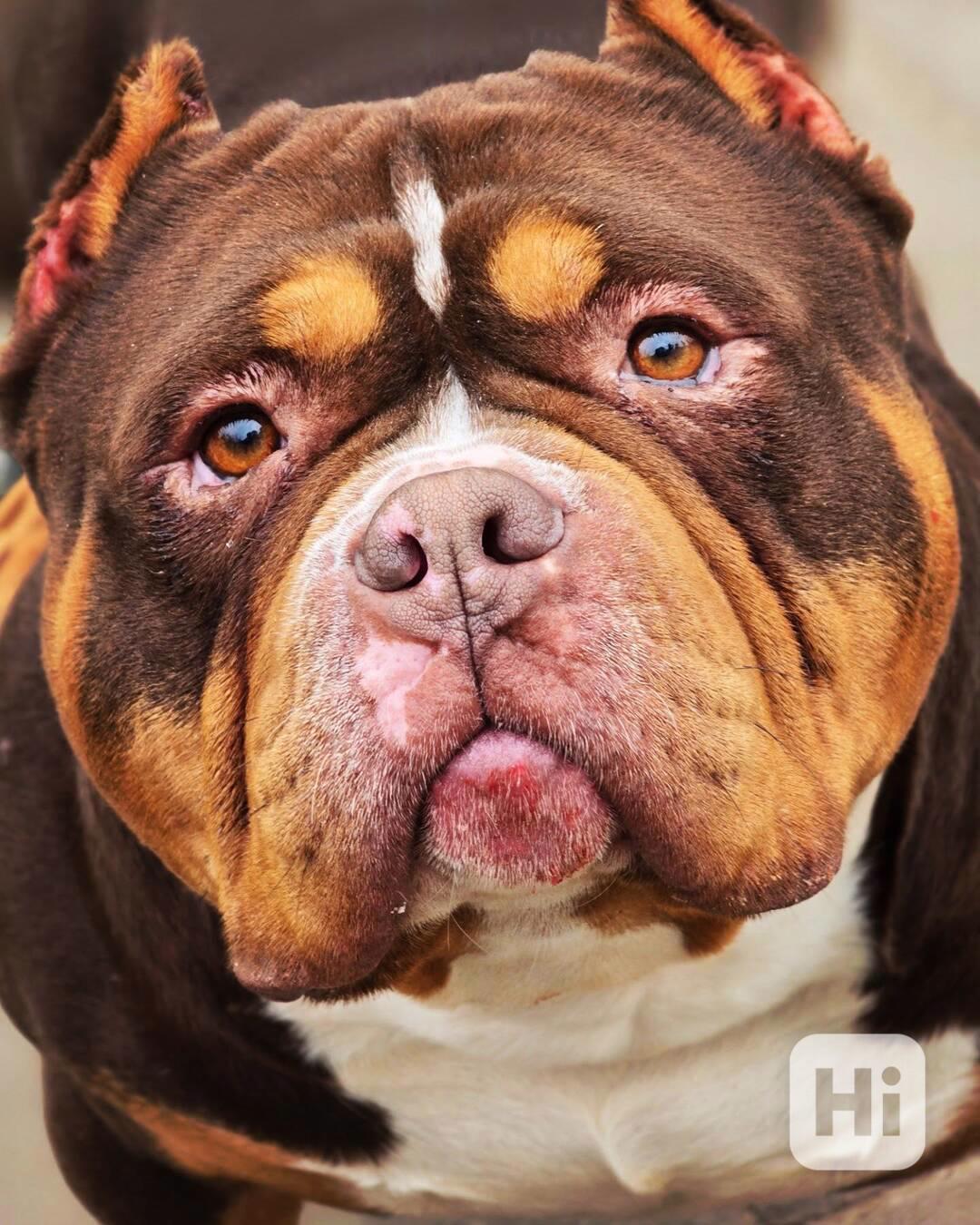 AMERICAN BULLY pocket s PP ABKC - foto 1