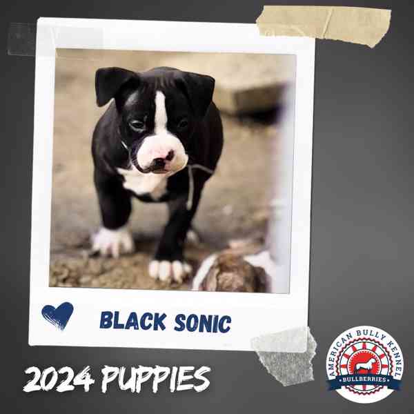 AMERICAN BULLY pocket s PP ABKC - foto 3