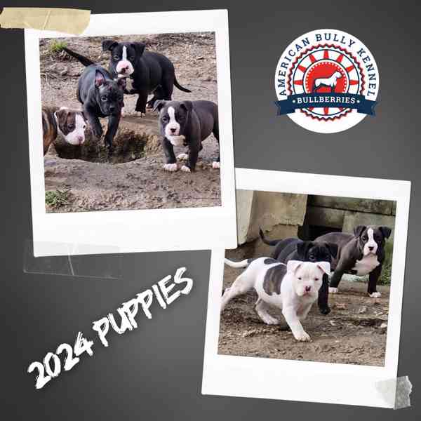 AMERICAN BULLY pocket s PP ABKC - foto 2