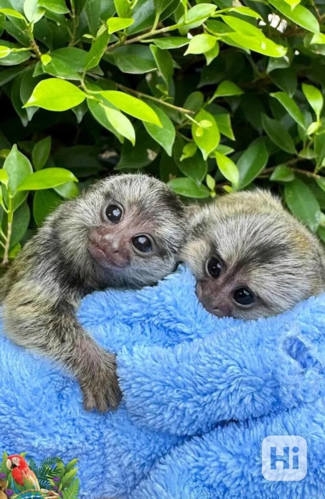 Kosmani k adopci zdarma - foto 1