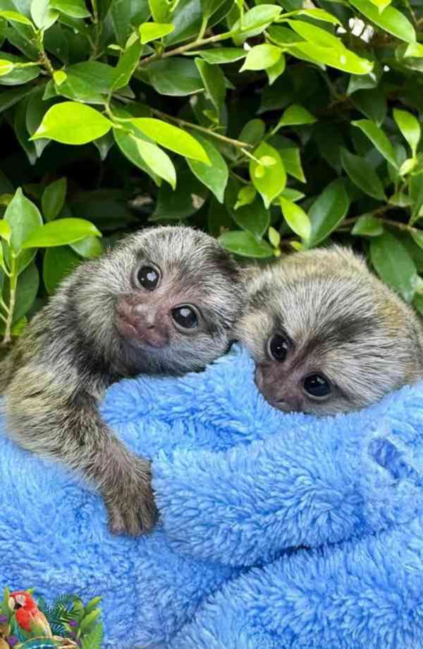 Kosmani k adopci zdarma